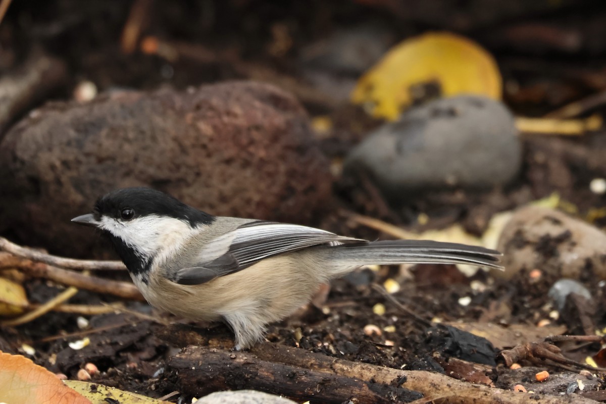 Гаїчка світлокрила - ML644867612