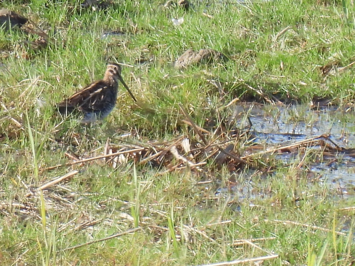 Common Snipe - ML644867644