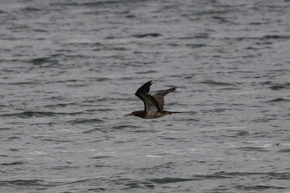 terej žlutonohý - ML644867649