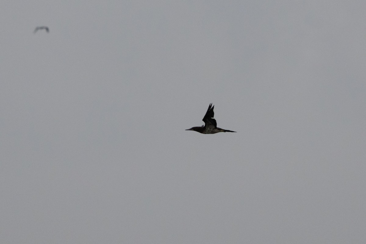 terej žlutonohý - ML644867650