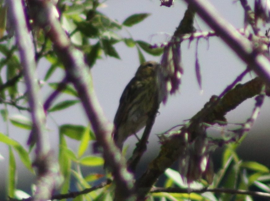 בזבוז אירופי - ML644867651