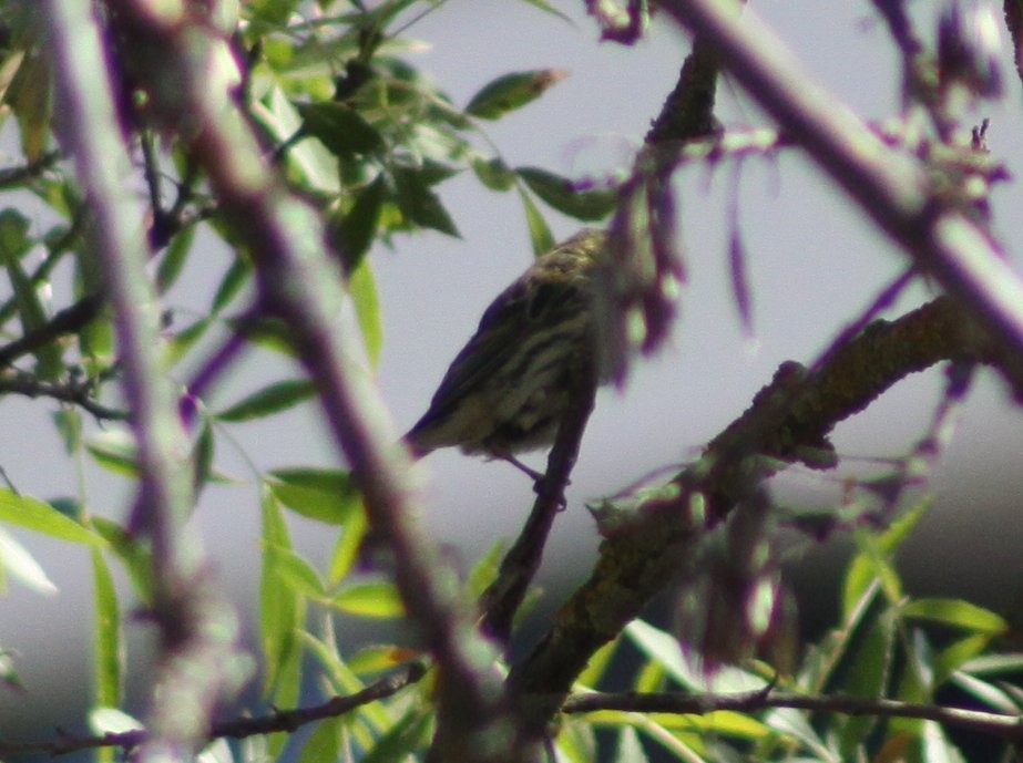 בזבוז אירופי - ML644867652