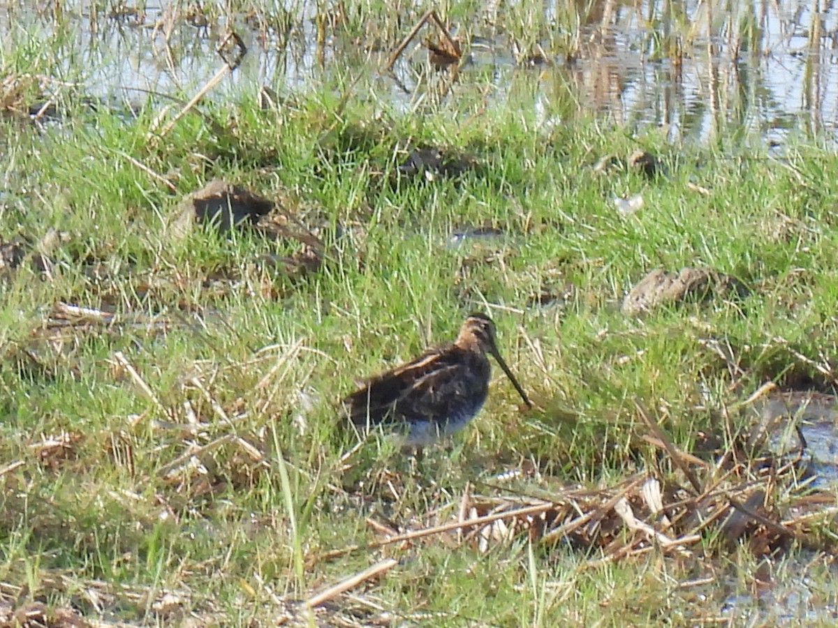 Common Snipe - ML644867662