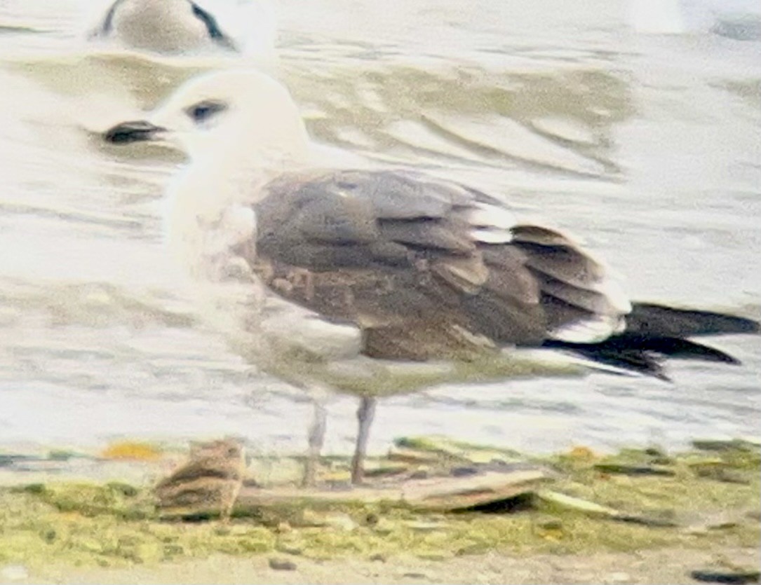 Lesser Black-backed Gull - ML644867676