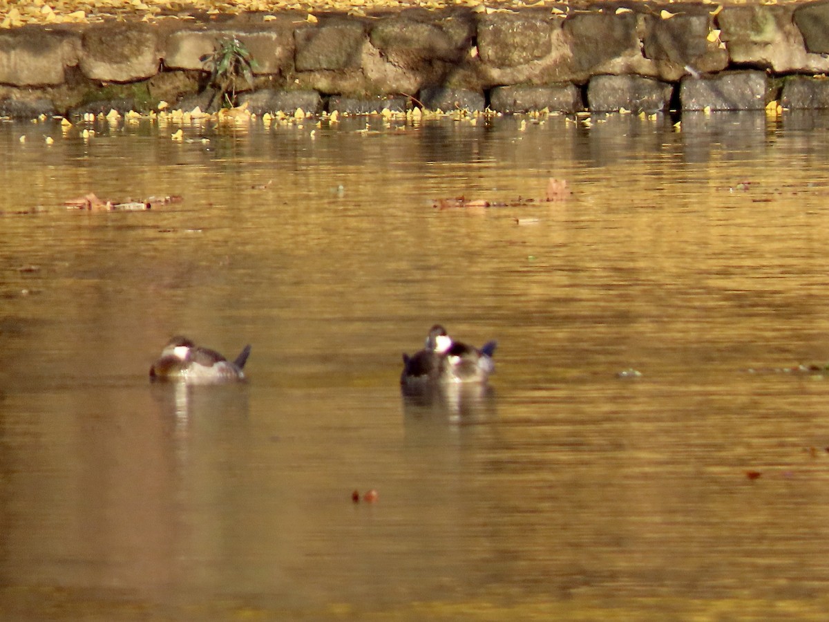 Ruddy Duck - ML644867681