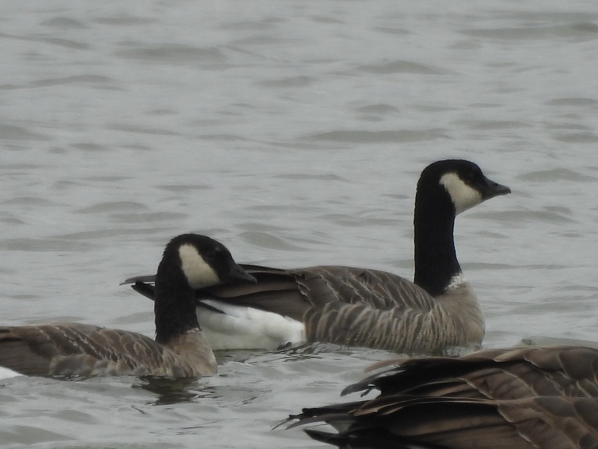 小加拿大雁 - ML644867682