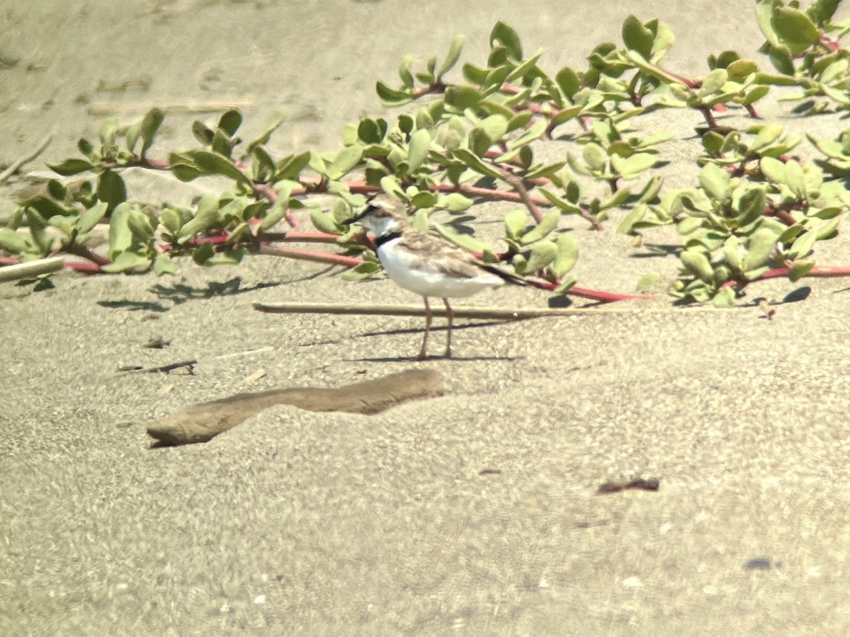 kulík límcový - ML644867691