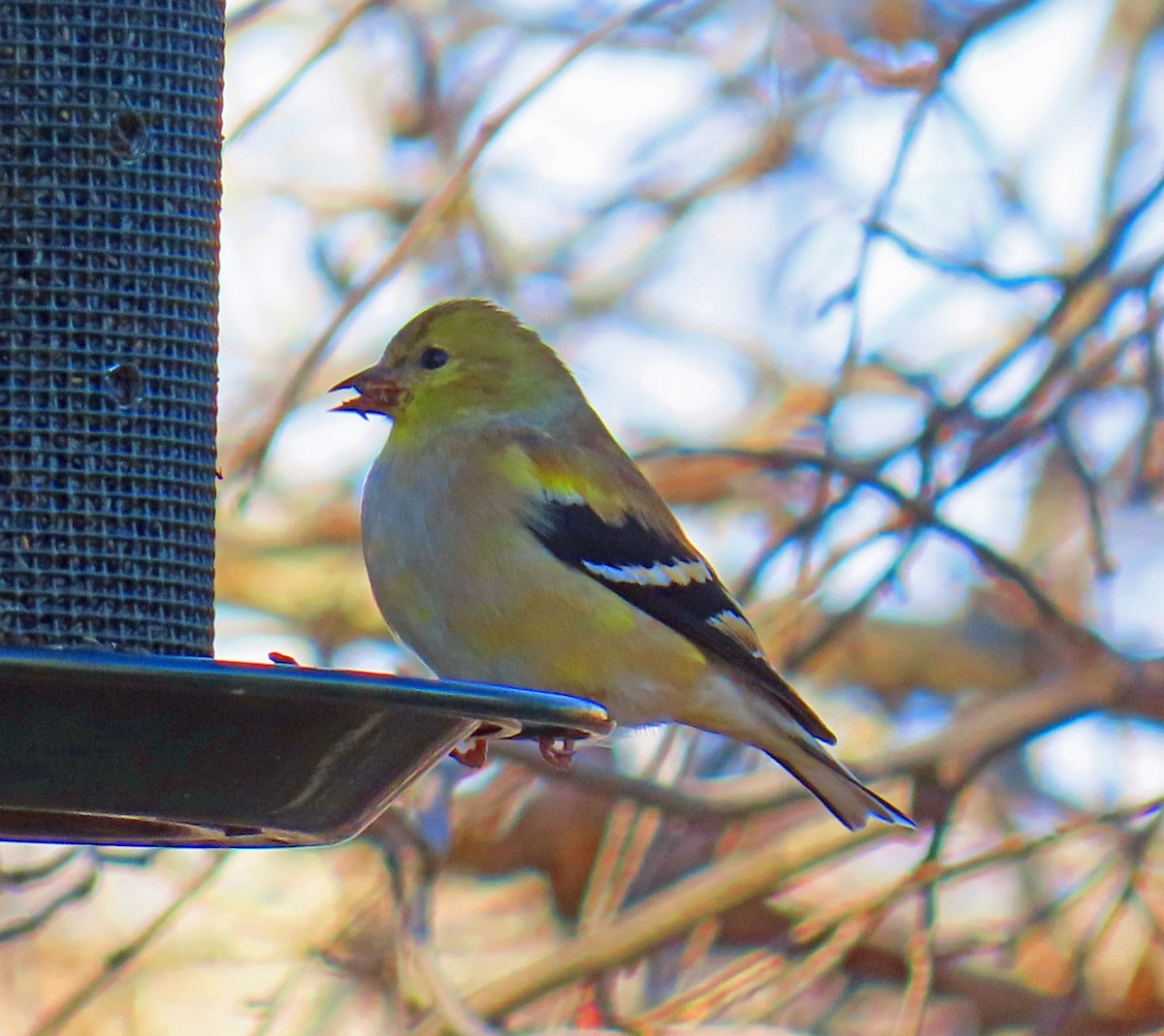 Altın İskete - ML644867713