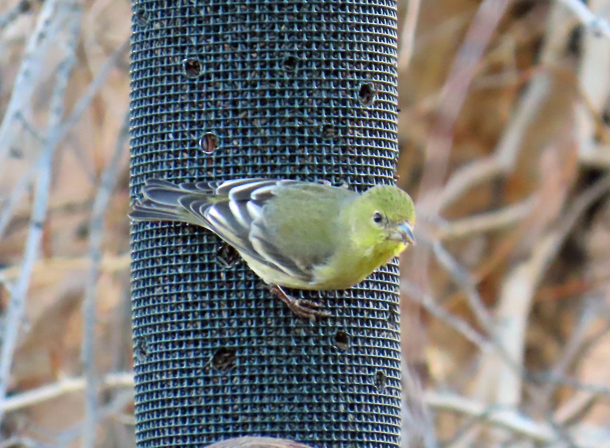 Altın İskete - ML644867714