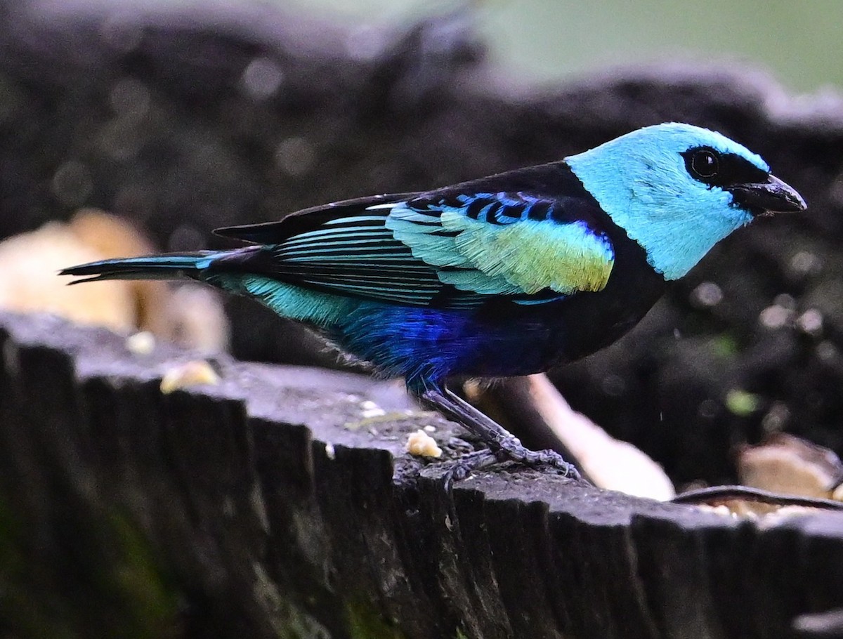 Танагра блакитношия - ML644867716