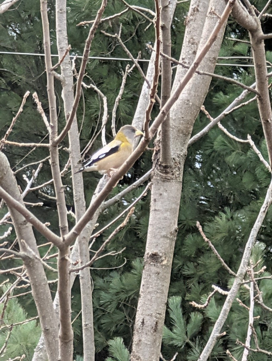 Evening Grosbeak - ML644867717