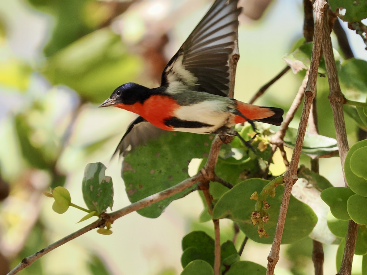 Mistletoebird - ML644867719