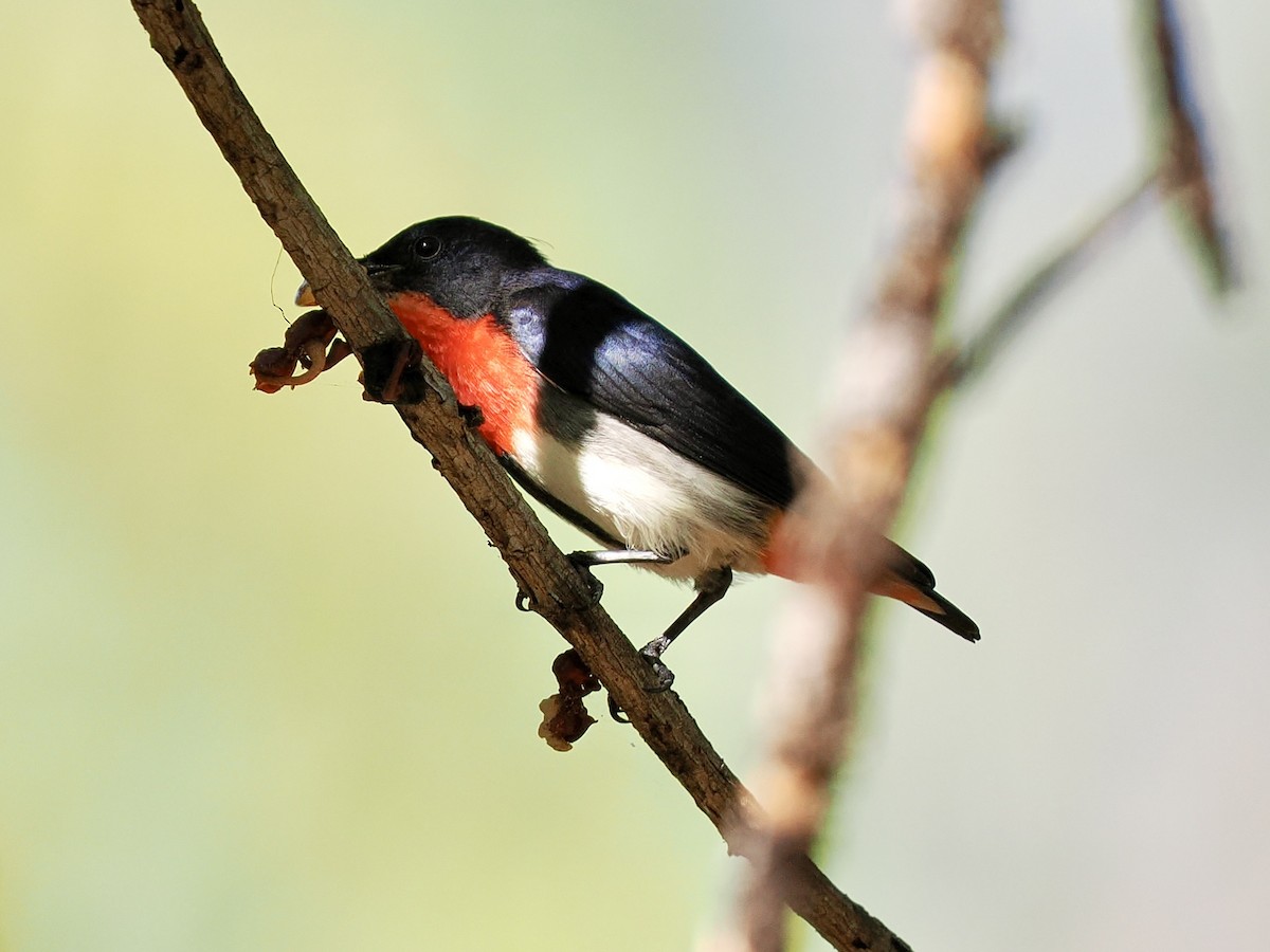 Mistletoebird - ML644867736