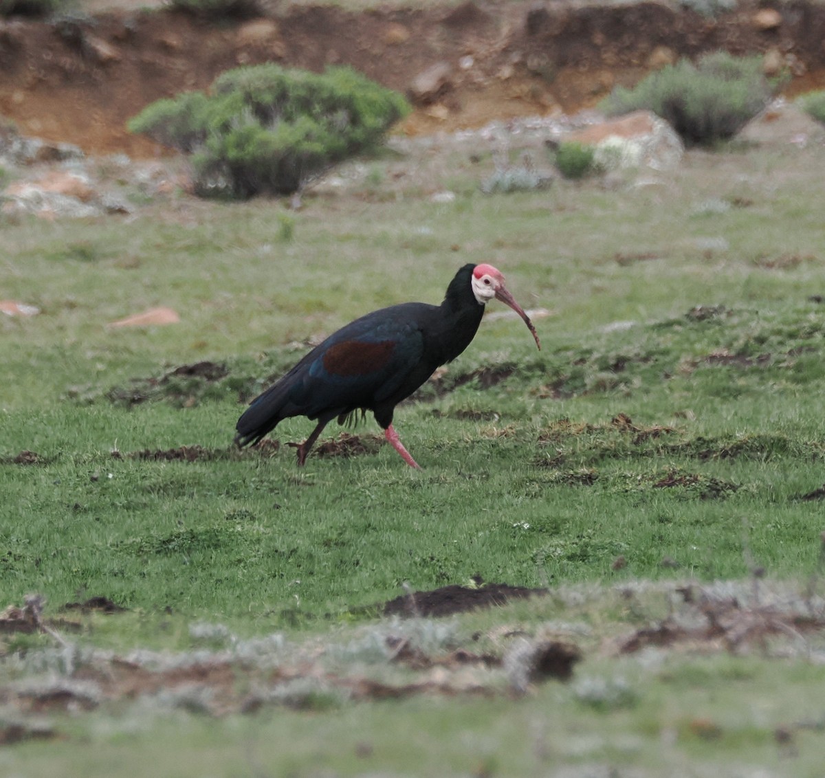 Southern Bald Ibis - ML644867748