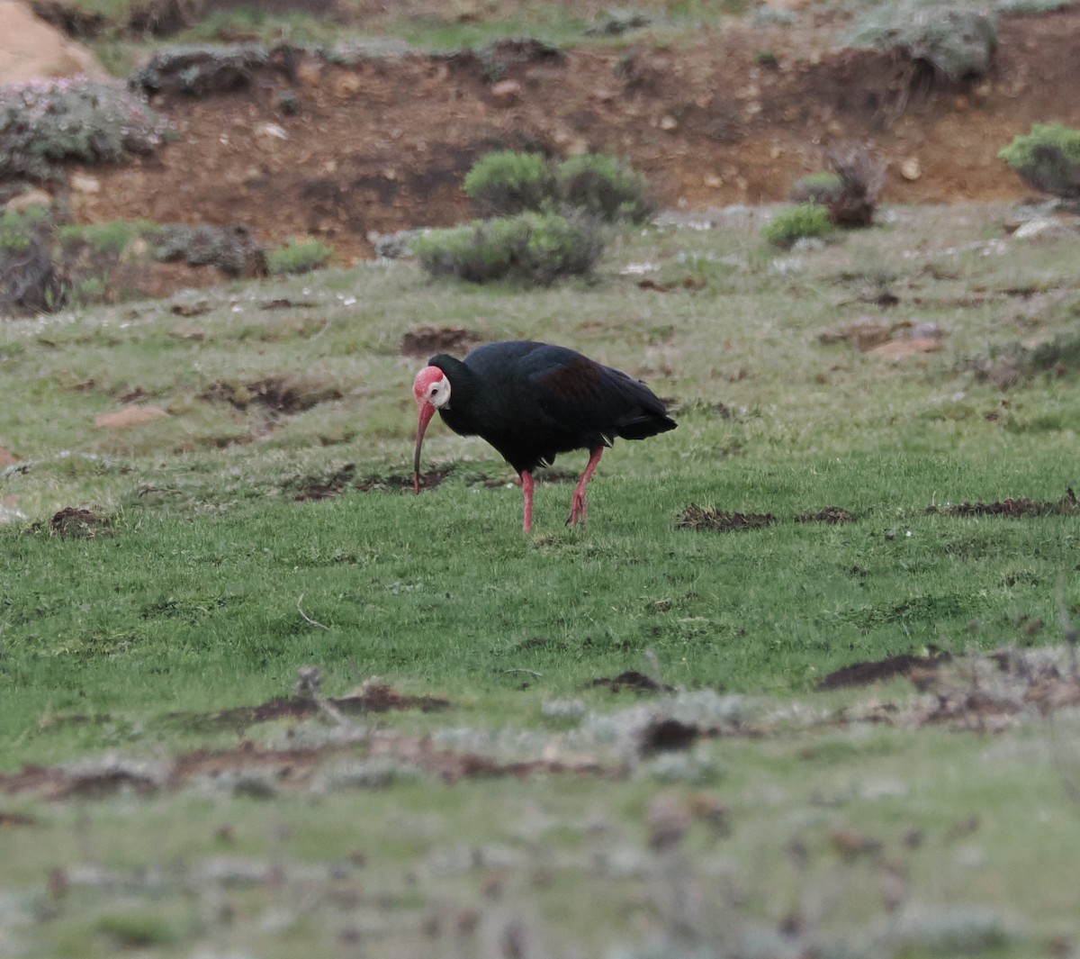 Southern Bald Ibis - ML644867749