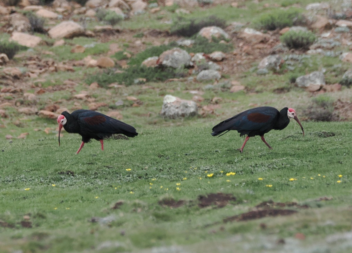 Southern Bald Ibis - ML644867750