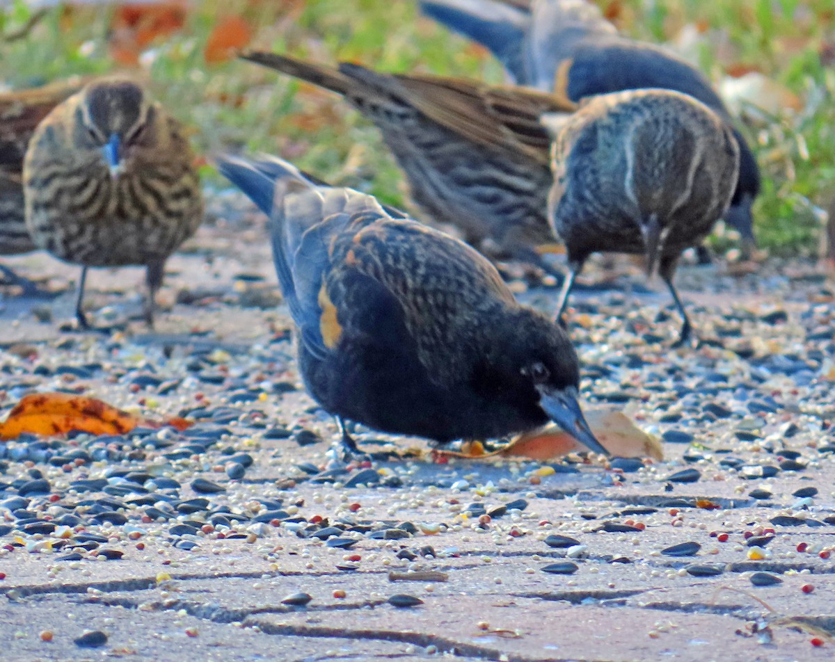 Red-winged Blackbird - ML644867757