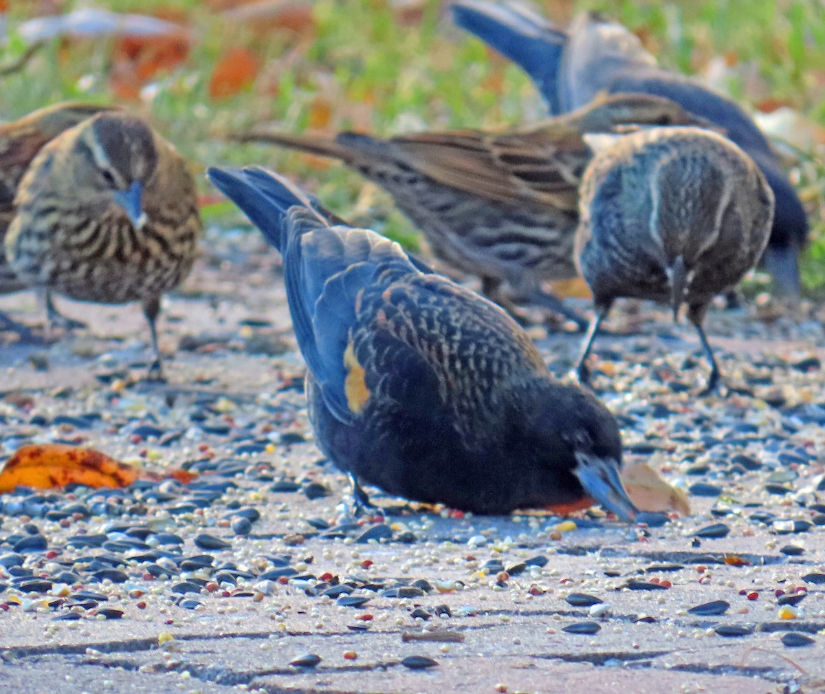 Red-winged Blackbird - ML644867759