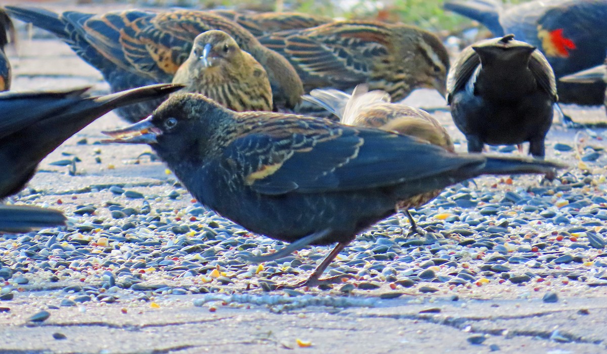Red-winged Blackbird - ML644867760