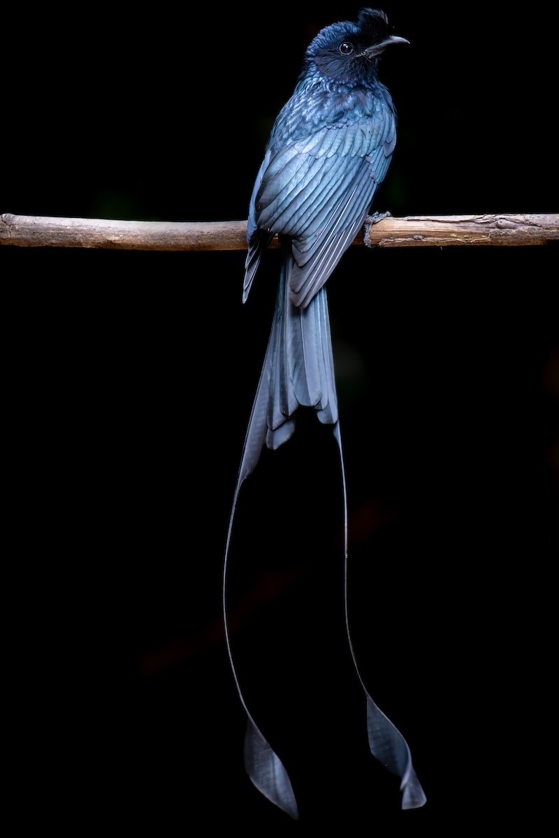 Greater Racket-tailed Drongo - ML644867769