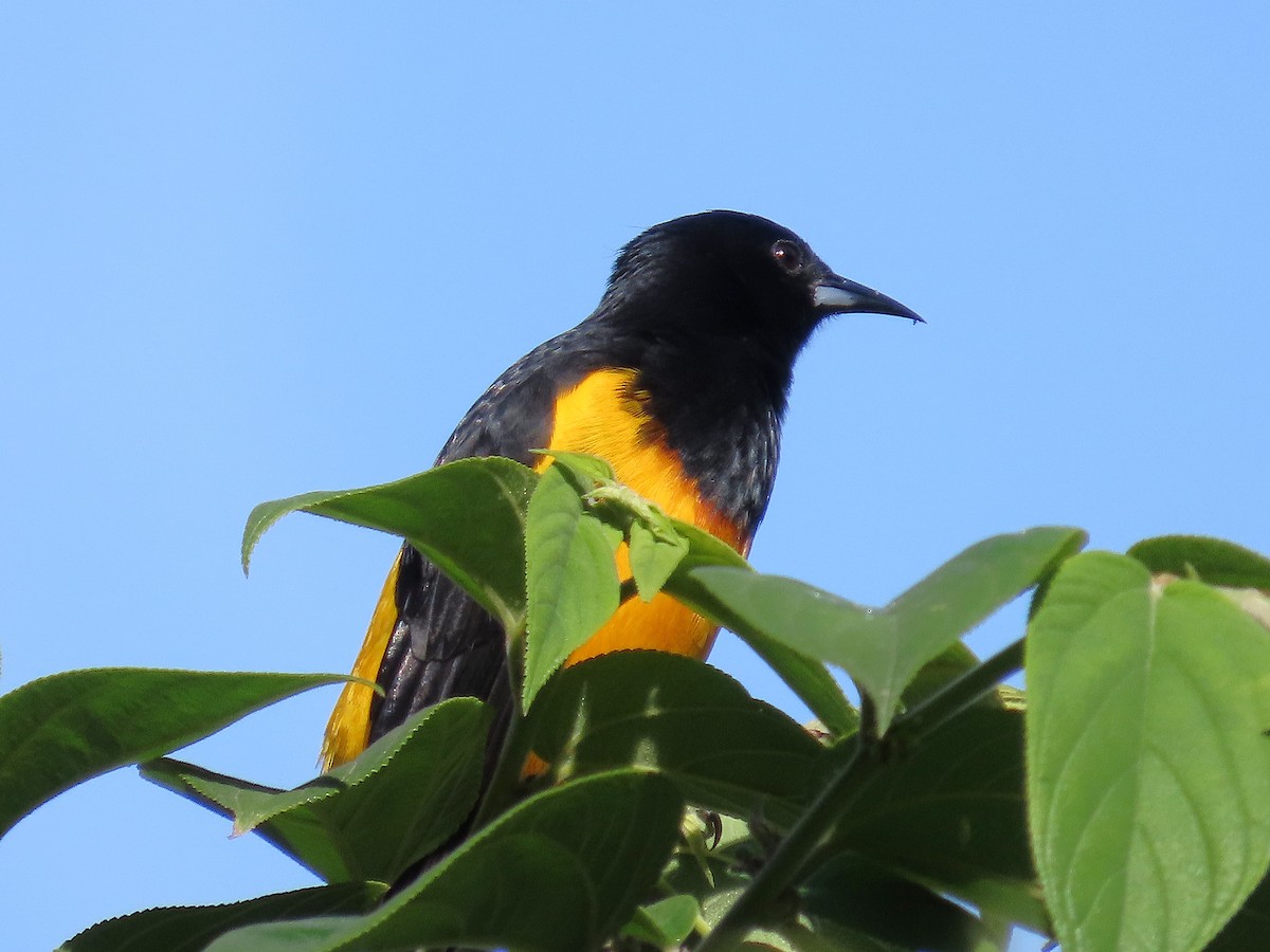 Black-vented Oriole - ML644867771