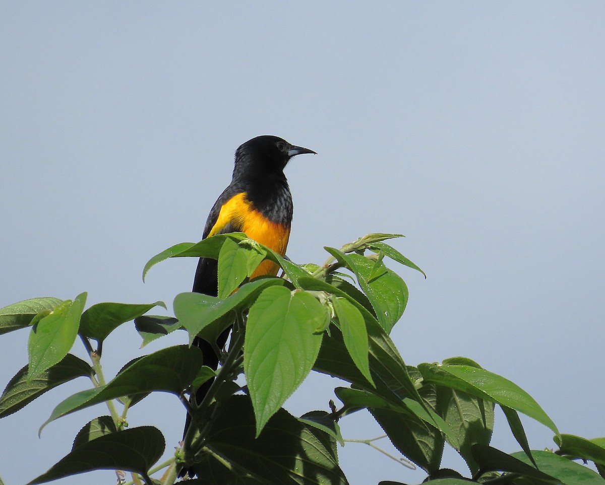 Black-vented Oriole - ML644867772