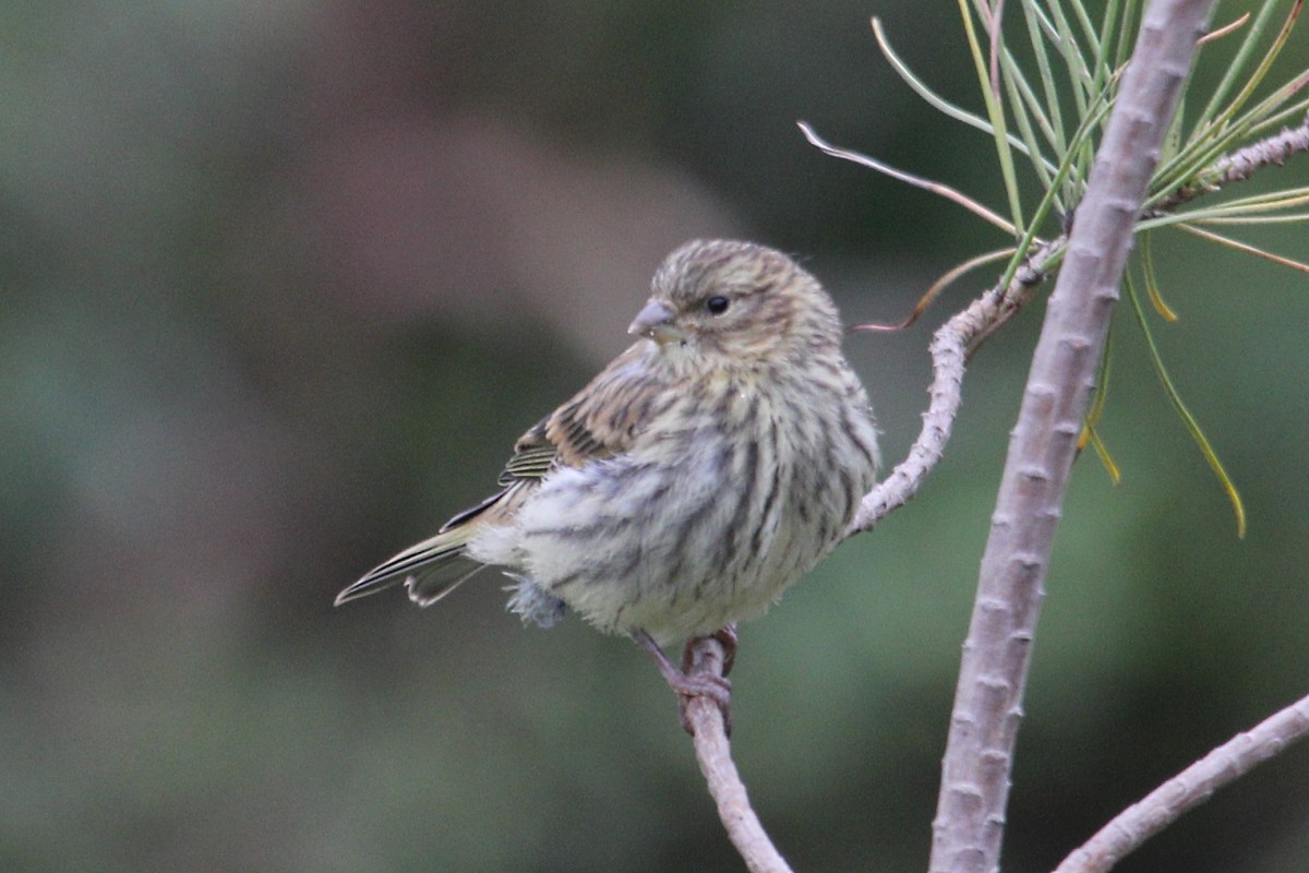 בזבוז אירופי - ML644867795