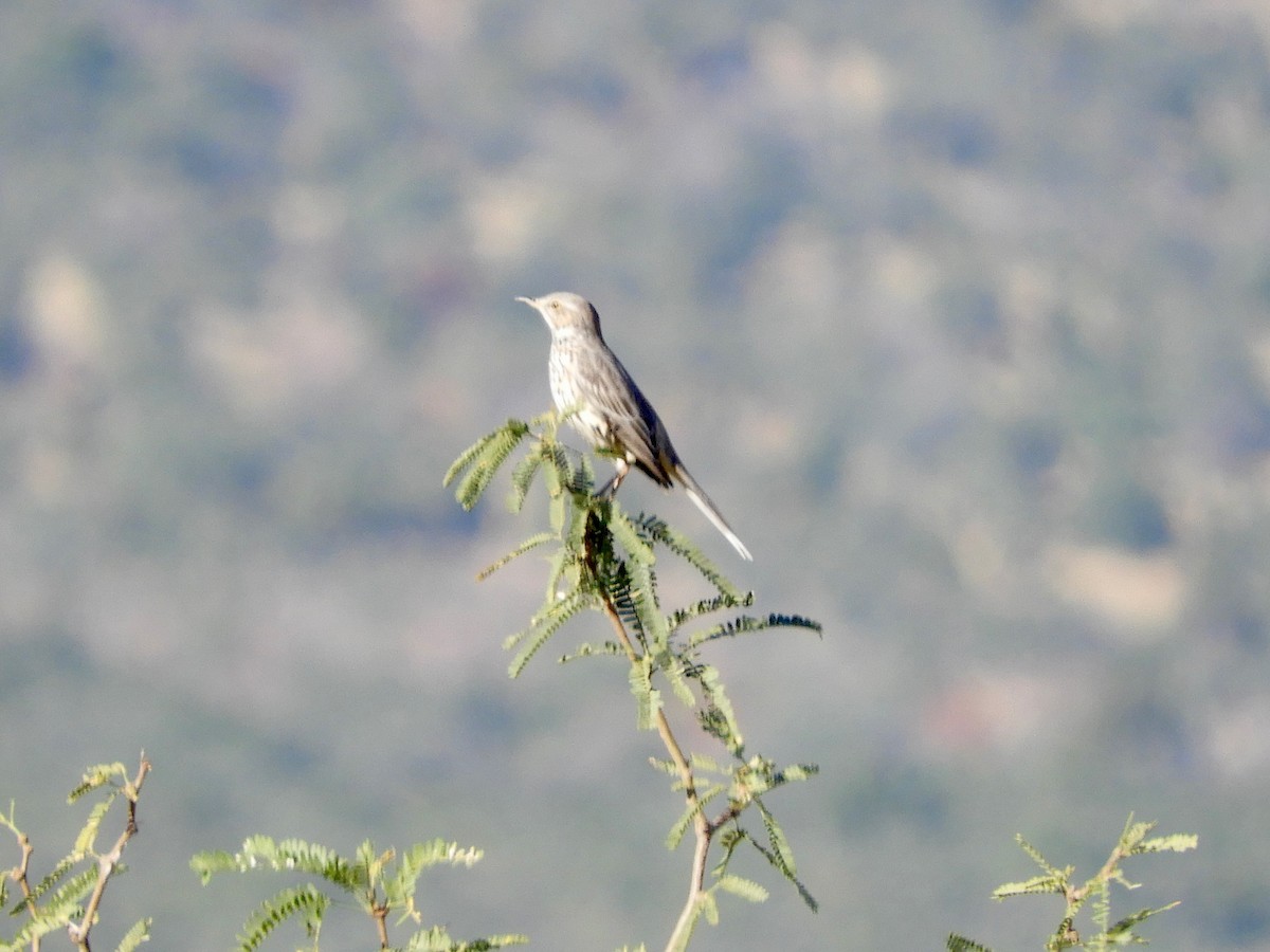 Sage Thrasher - ML644867798