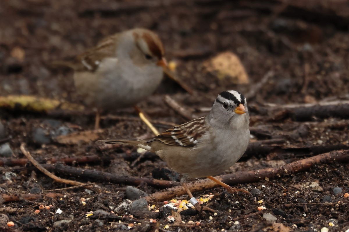 hvitkronespurv - ML644867818