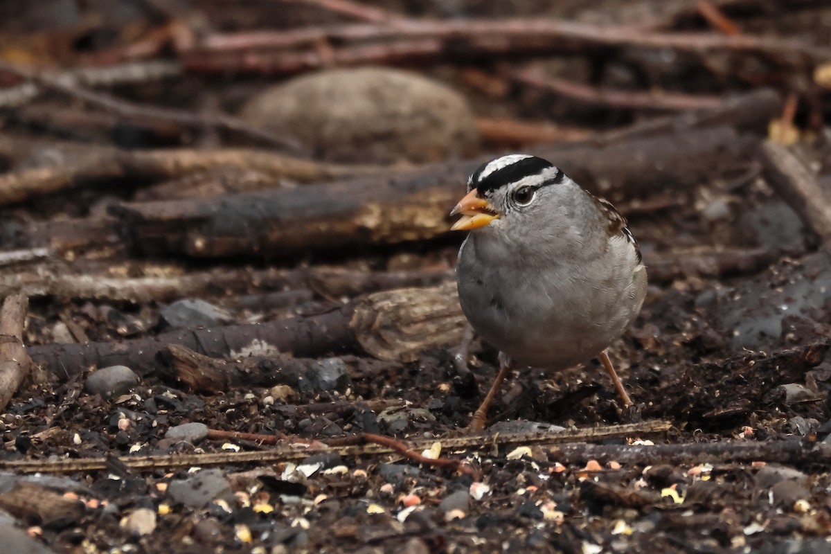 hvitkronespurv - ML644867819