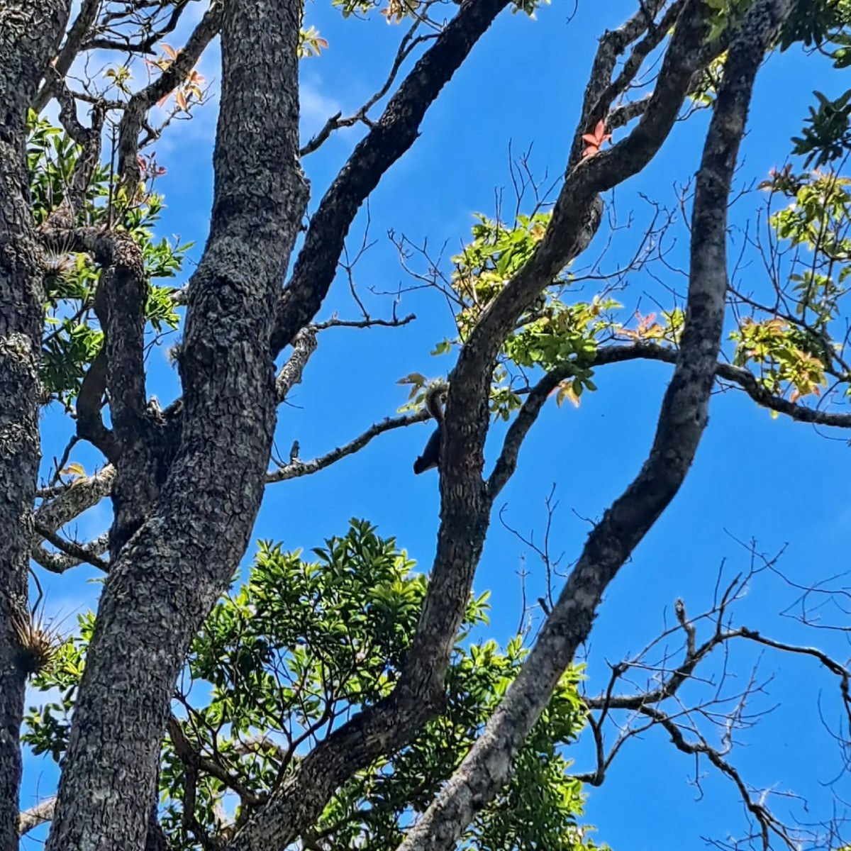Brazilian Squirrel - ML644867822