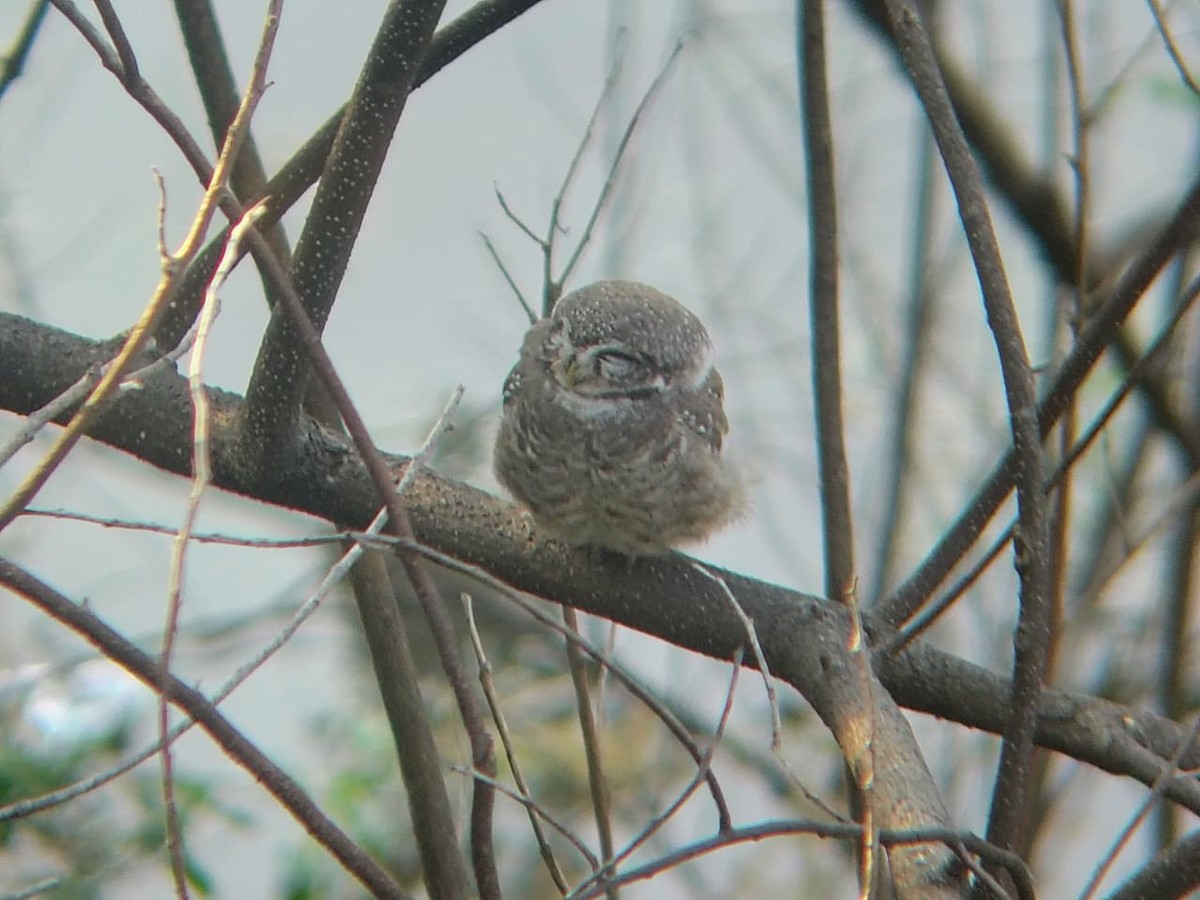 Spotted Owlet - ML644867840