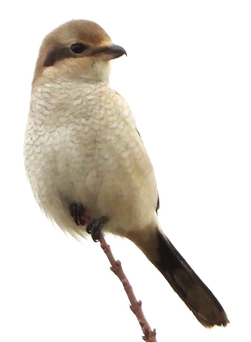 ťuhýk severní - ML644867843