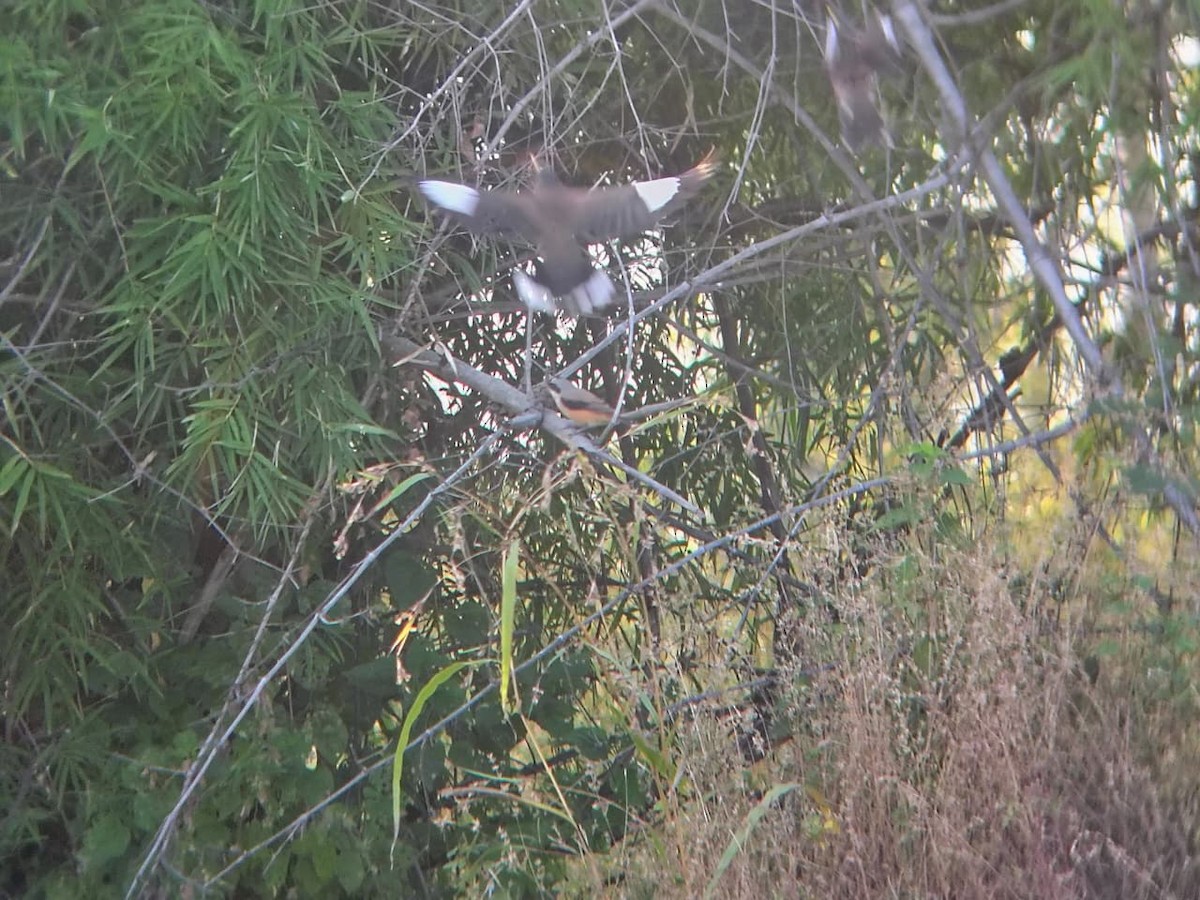Rufous Treepie - ML644867845