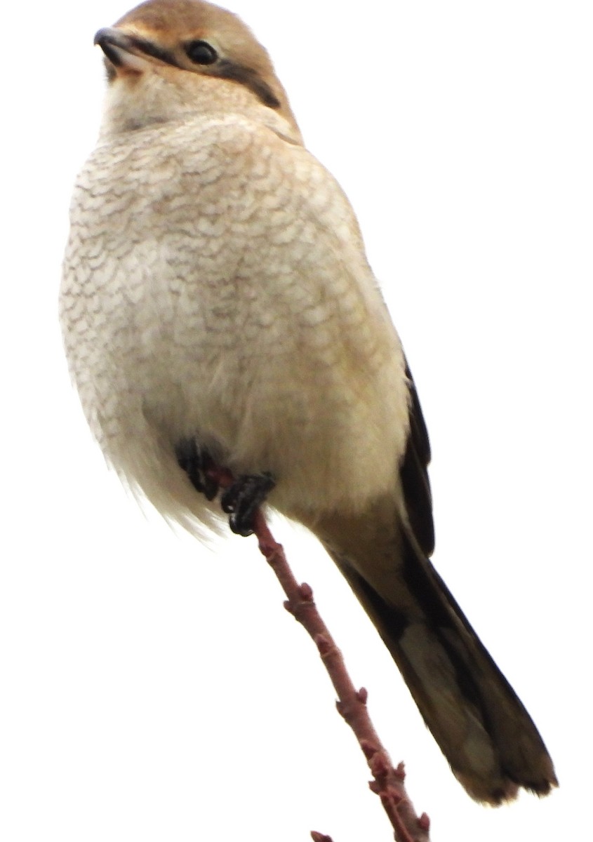 ťuhýk severní - ML644867847