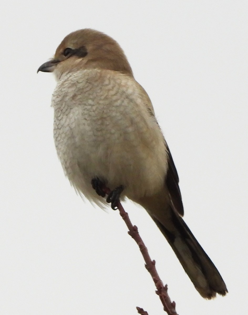 ťuhýk severní - ML644867853