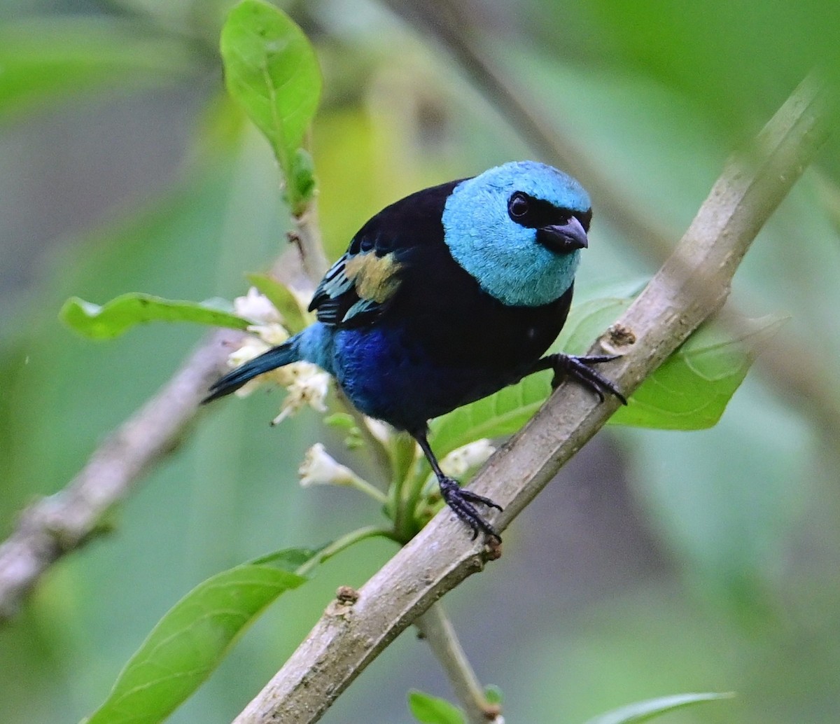 Танагра блакитношия - ML644867855