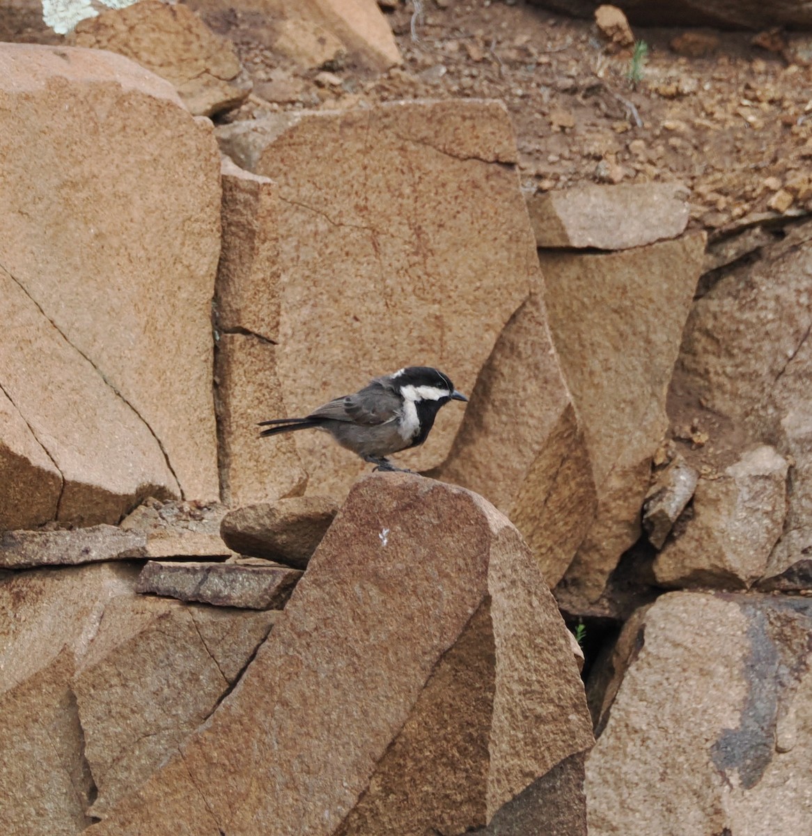 Gray Tit - ML644867857