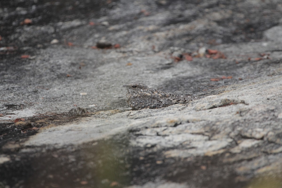 Pygmy Nightjar - ML644867858