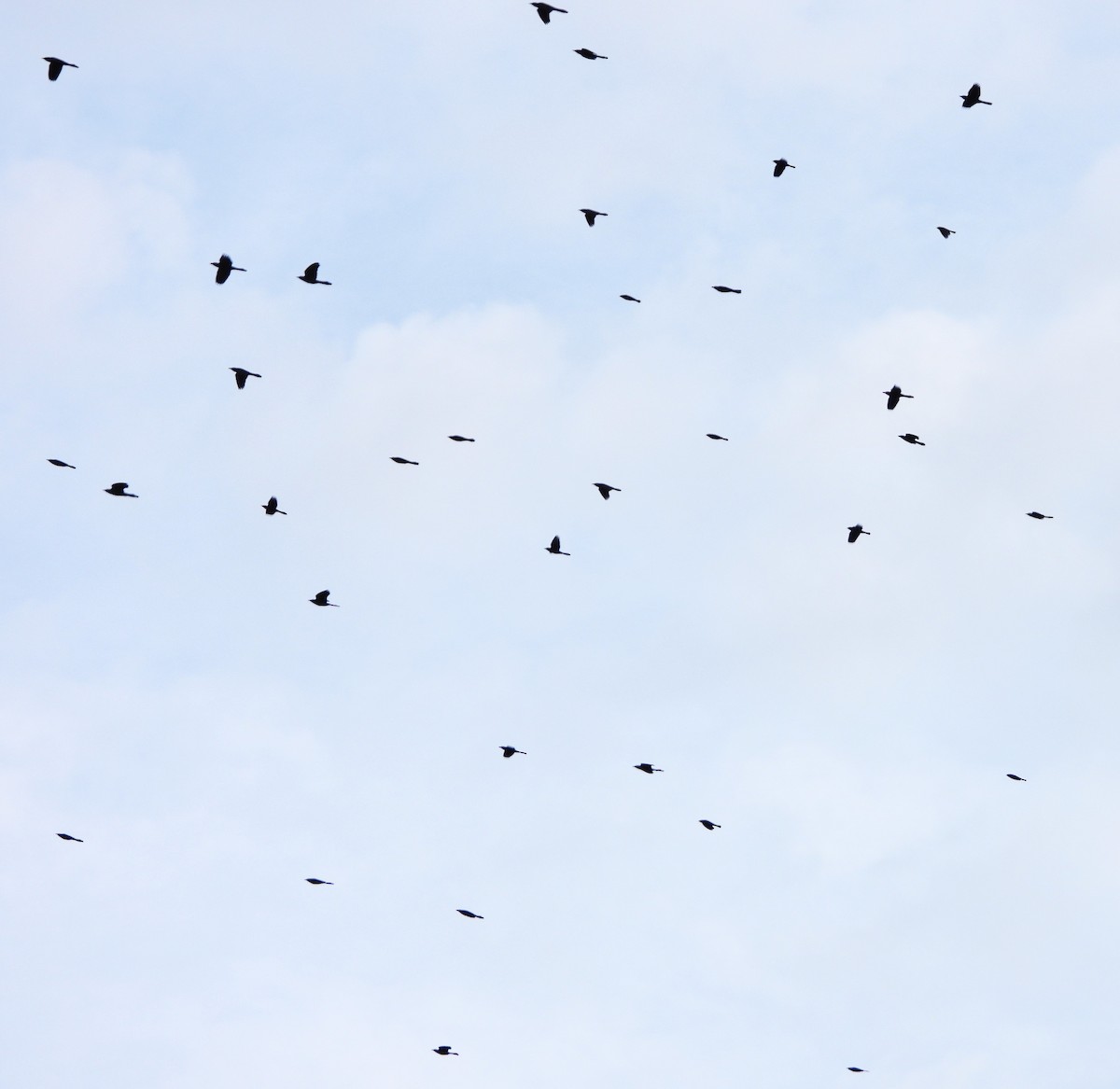 Red-winged Blackbird - ML644867864