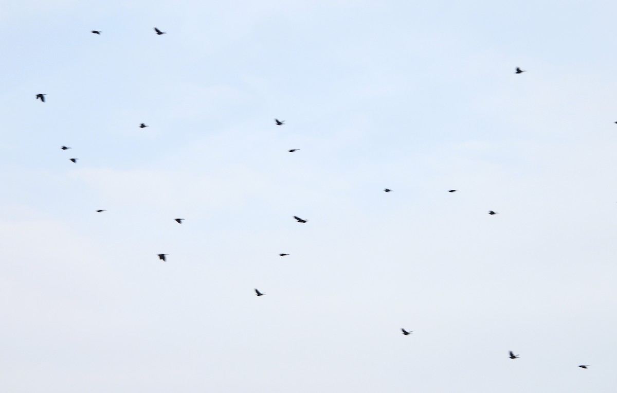 Red-winged Blackbird - ML644867883