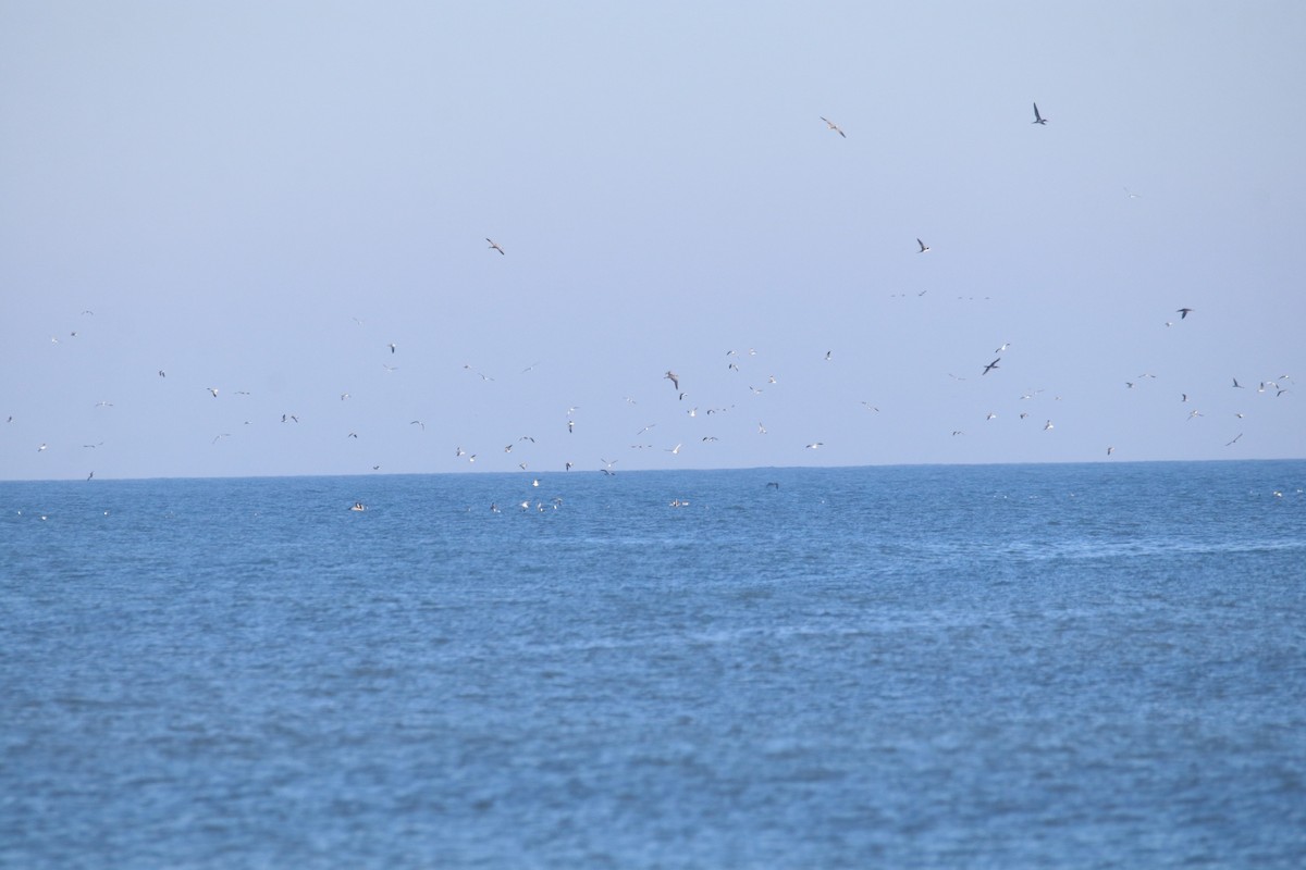 gull sp. - ML644867888