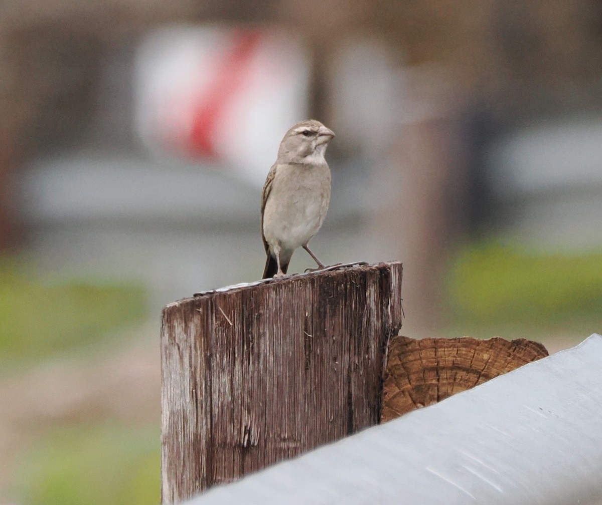 White-throated Canary - ML644867890