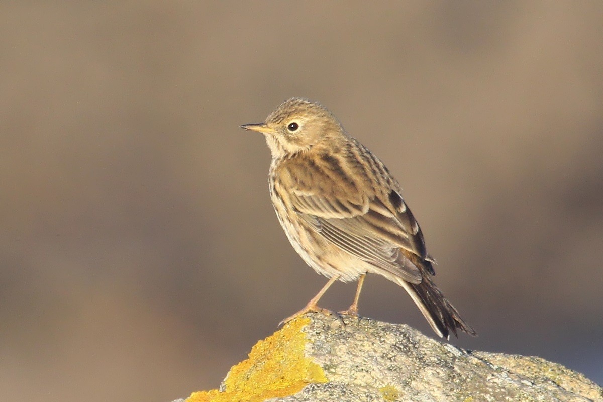 פפיון שדות - ML644867914