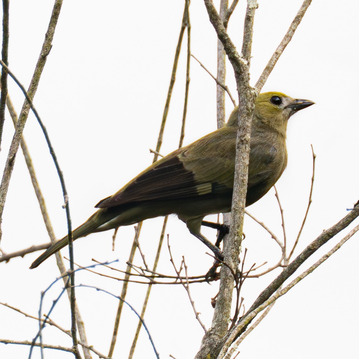 Tangara des palmiers - ML644867916