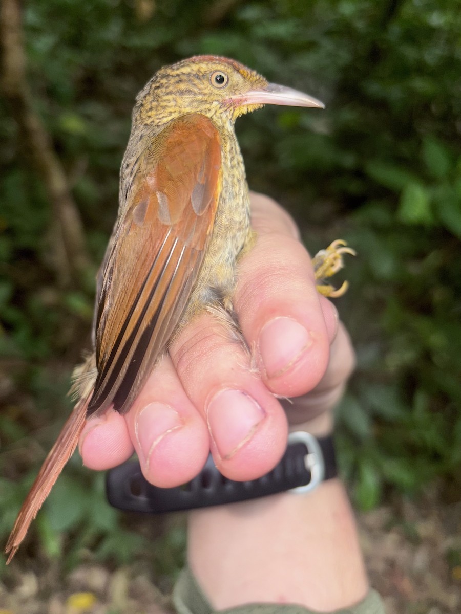 Speckled Spinetail - ML644867937