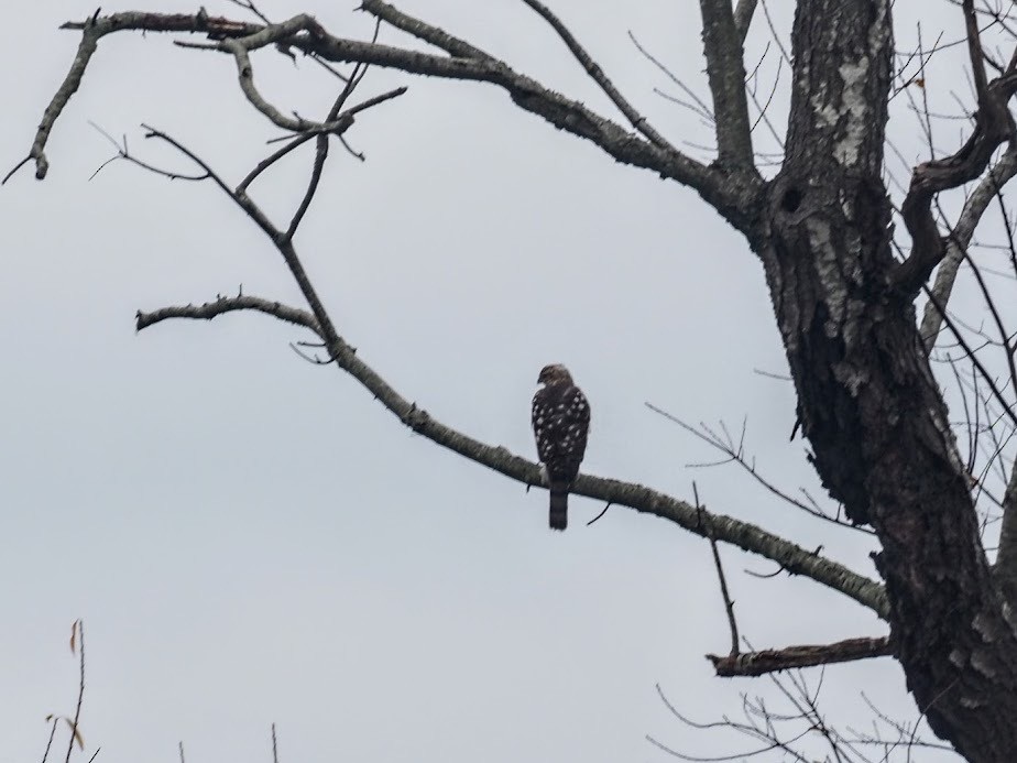 Cooper's Hawk - ML644867942
