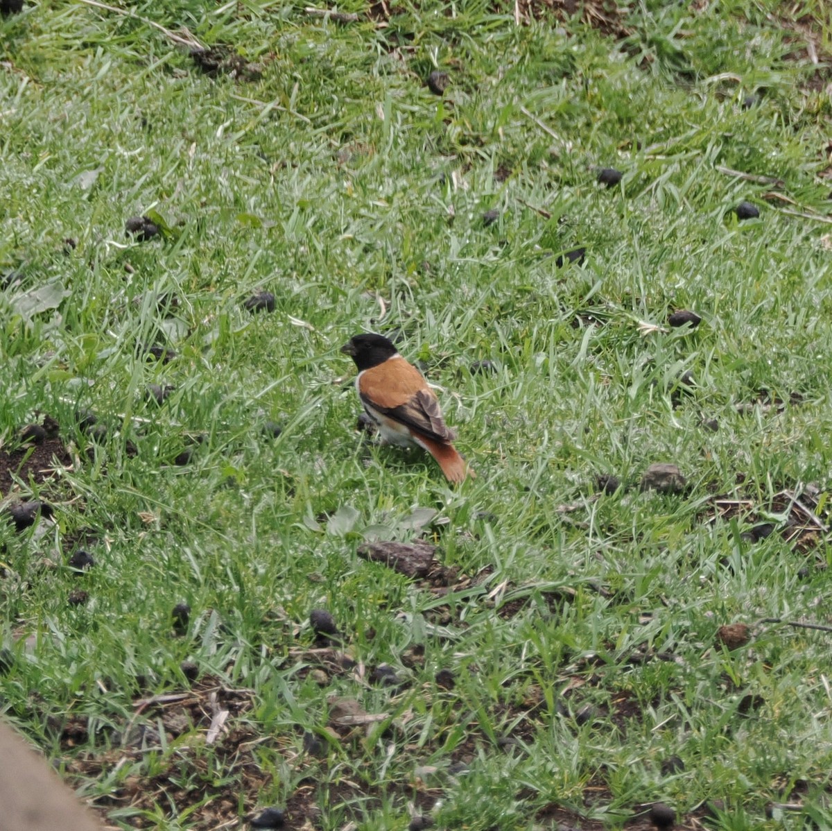 Black-headed Canary - ML644867943