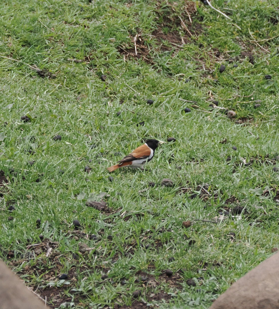 Black-headed Canary - ML644867944