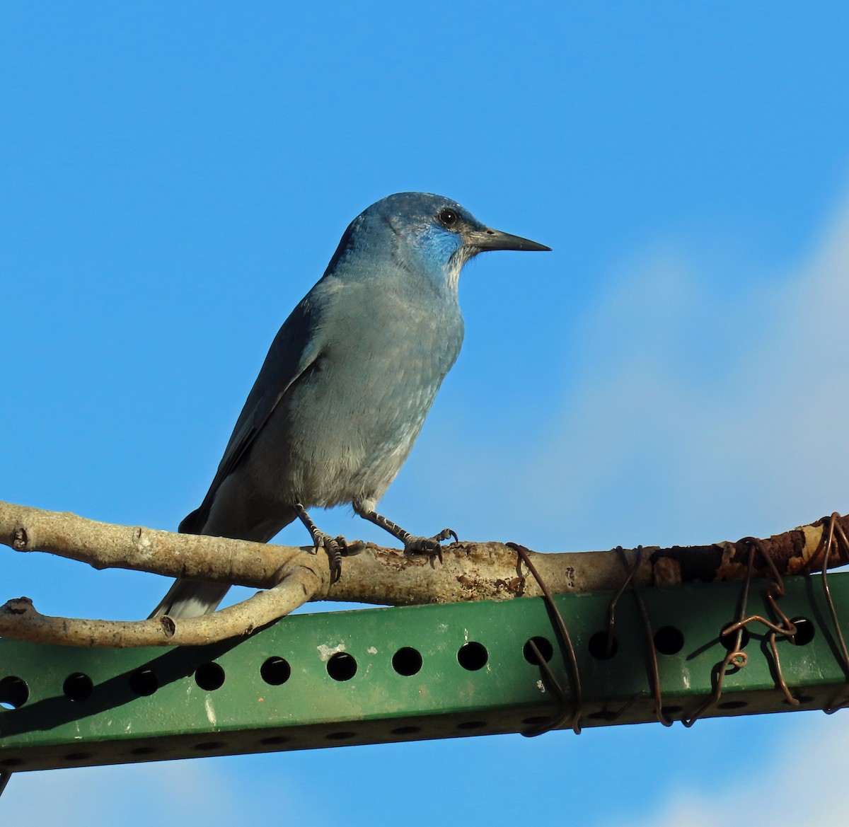 Chara Piñonera - ML644867950